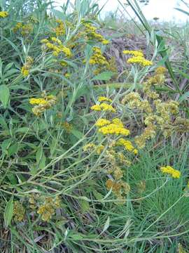 Image of Helichrysum odoratissimum (L.) Sw.