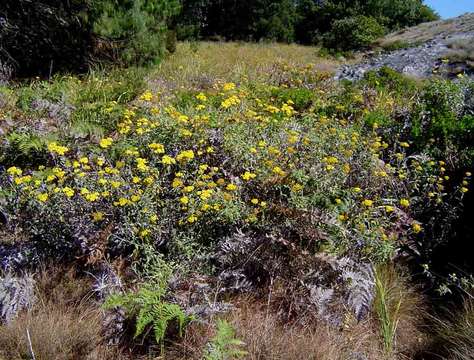 Image of Helichrysum odoratissimum (L.) Sw.