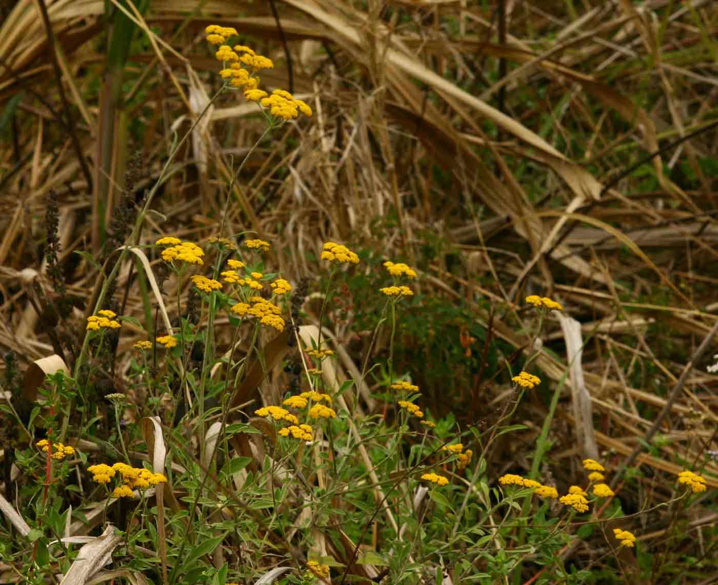 Image of Cold-remedy everlasting