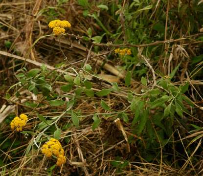 Image of Helichrysum odoratissimum (L.) Sw.