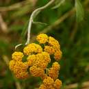 Image de Helichrysum odoratissimum (L.) Sw.