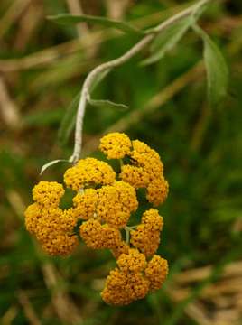 Imagem de Helichrysum odoratissimum (L.) Sw.