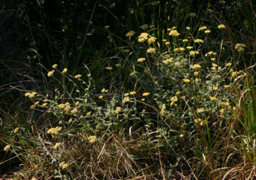 Image of <i>Helichrysum <i>panduratum</i></i> O. Hoffm. var. panduratum