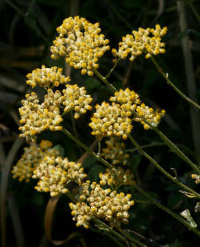 Image of <i>Helichrysum <i>panduratum</i></i> O. Hoffm. var. panduratum