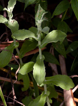 Image of <i>Helichrysum <i>panduratum</i></i> O. Hoffm. var. panduratum