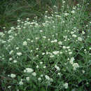 Image of Helichrysum panduratum var. transvaalense Moeser