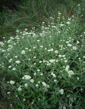 Image of Helichrysum panduratum O. Hoffm.