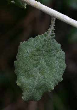 Image of Helichrysum panduratum O. Hoffm.