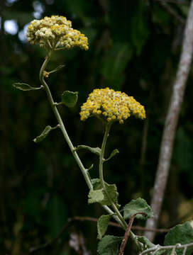 Image of Helichrysum panduratum O. Hoffm.