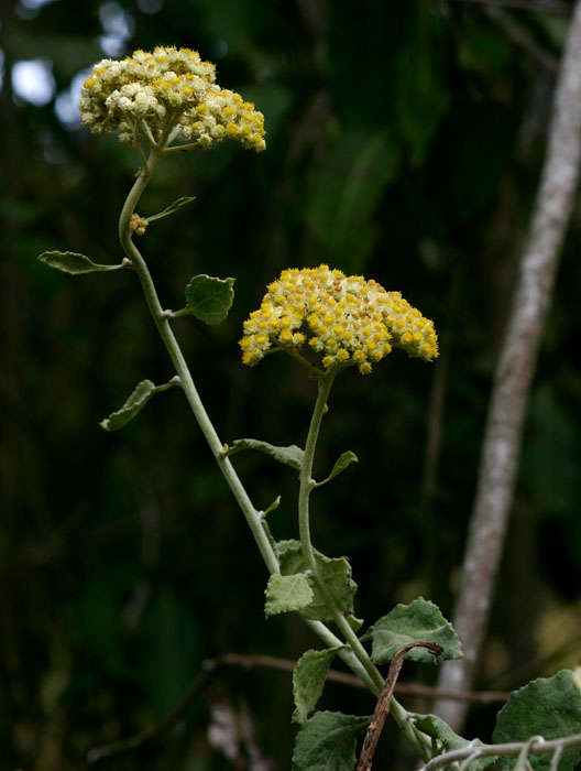 Image of Helichrysum panduratum O. Hoffm.