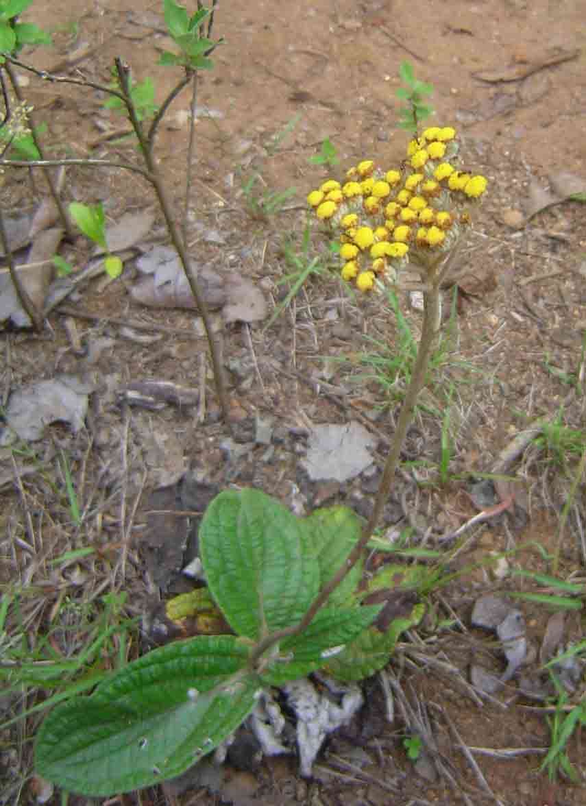 Image of Helichrysum nudifolium var. pilosellum (L. fil.) H. Beentje