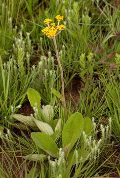 Image of Helichrysum nudifolium var. pilosellum (L. fil.) H. Beentje