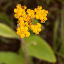 Слика од Helichrysum nudifolium var. pilosellum (L. fil.) H. Beentje