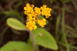 Image of Helichrysum nudifolium var. pilosellum (L. fil.) H. Beentje