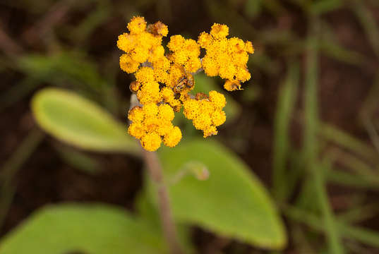 Image of Helichrysum nudifolium var. pilosellum (L. fil.) H. Beentje