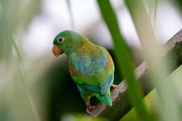 Image of Orange-chinned Parakeet