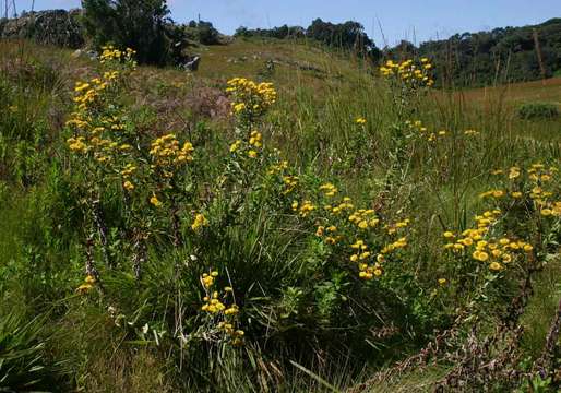 Image of Helichrysum setosum Harv.