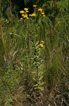 Image of Helichrysum setosum Harv.