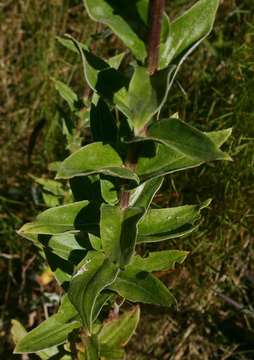 Image of Helichrysum setosum Harv.