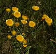 Image of Helichrysum setosum Harv.