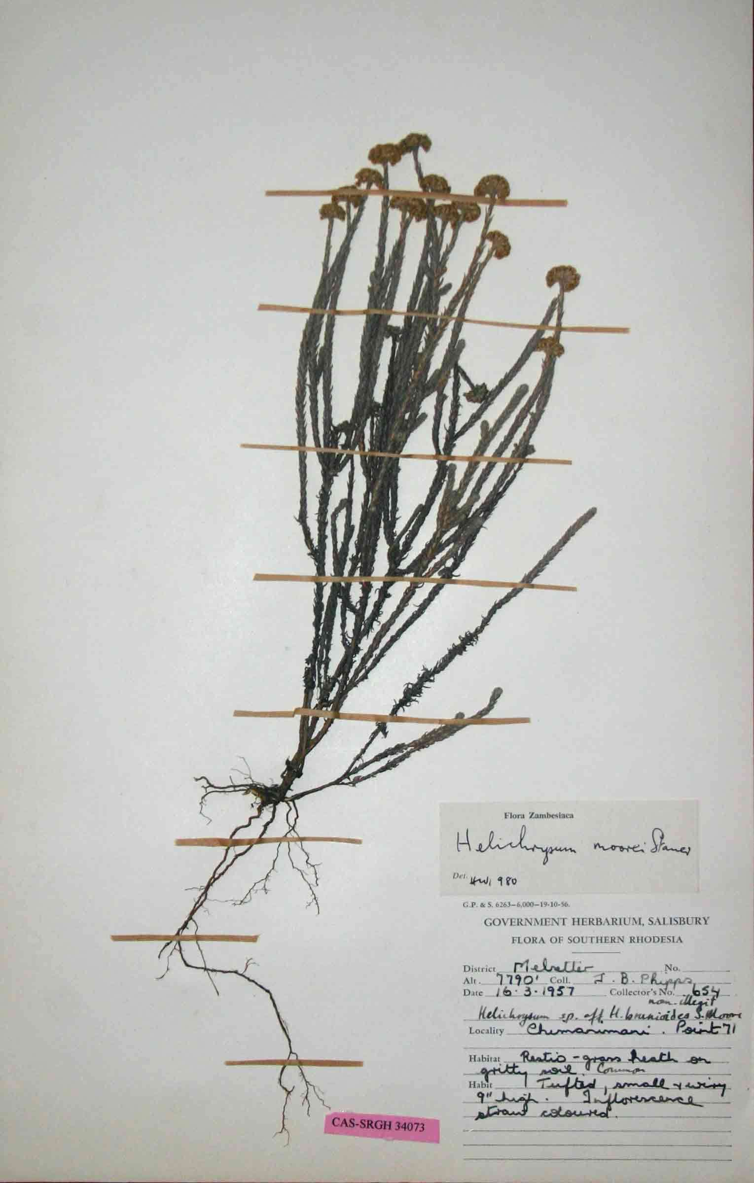 Image of Helichrysum spenceranum Wild