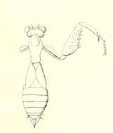 Acontista brevipennis Saussure 1872 resmi