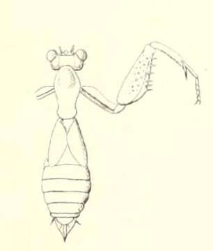 Image of Acontista brevipennis Saussure 1872