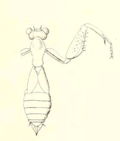 Acontista brevipennis Saussure 1872 resmi