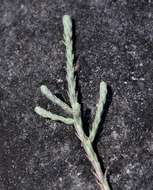 Image of Helichrysum spenceranum Wild