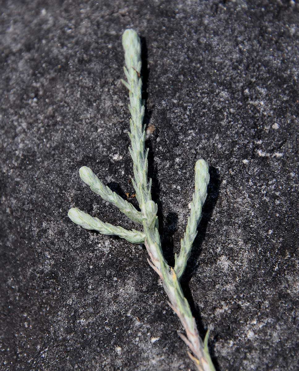 Image of Helichrysum spenceranum Wild