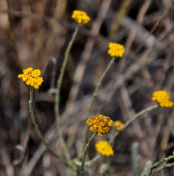 Image of Helichrysum spenceranum Wild