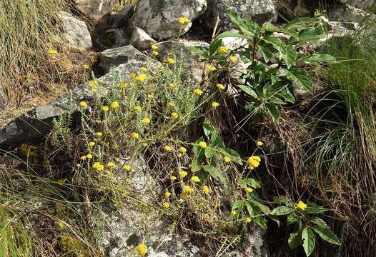 Image of Helichrysum spenceranum Wild