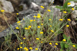 Image of Helichrysum spenceranum Wild