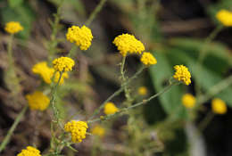 Image of Helichrysum spenceranum Wild