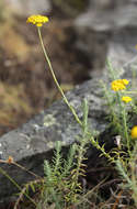 Image of Helichrysum spenceranum Wild