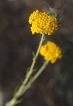 Image of Helichrysum spenceranum Wild