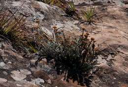 Image of Helichrysum spenceranum Wild