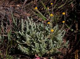 Image of Helichrysum spenceranum Wild