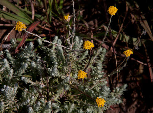 Image of Helichrysum spenceranum Wild