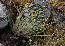 Image of Helichrysum spenceranum Wild