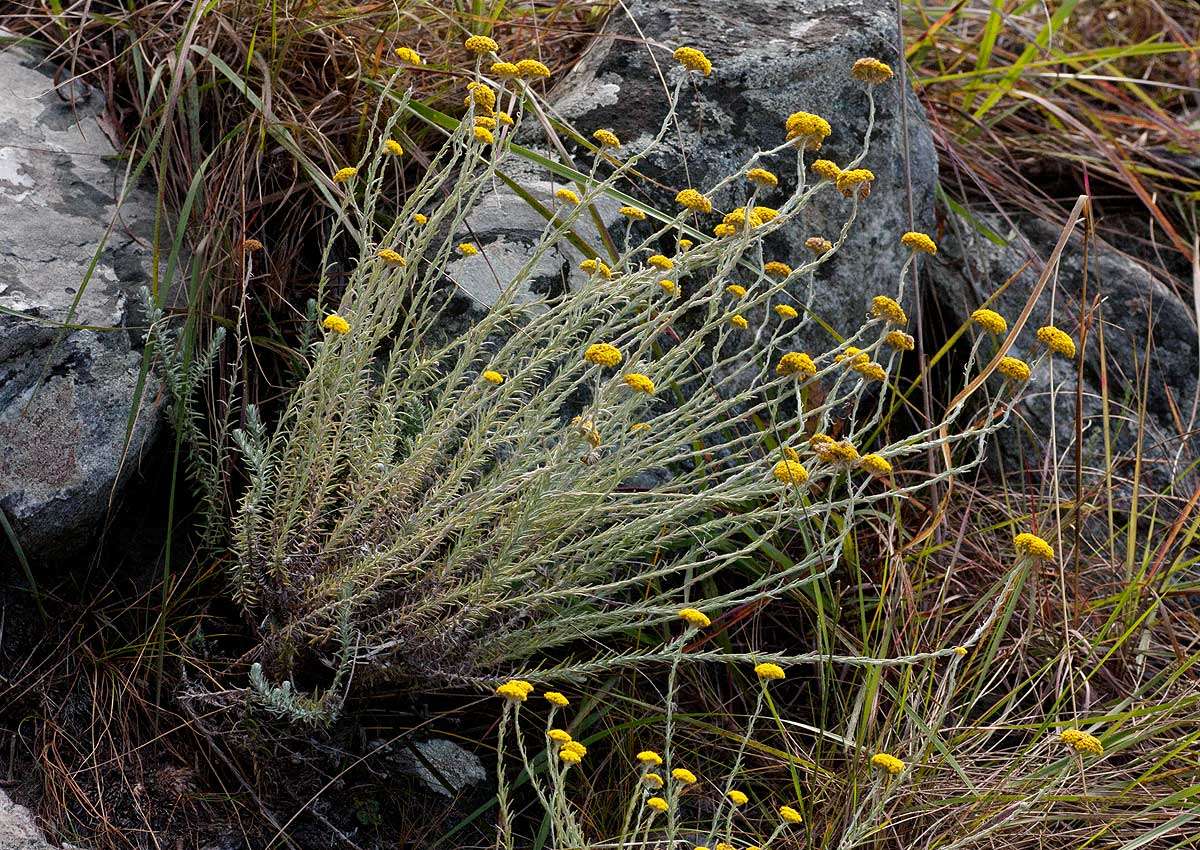 Image of Helichrysum spenceranum Wild