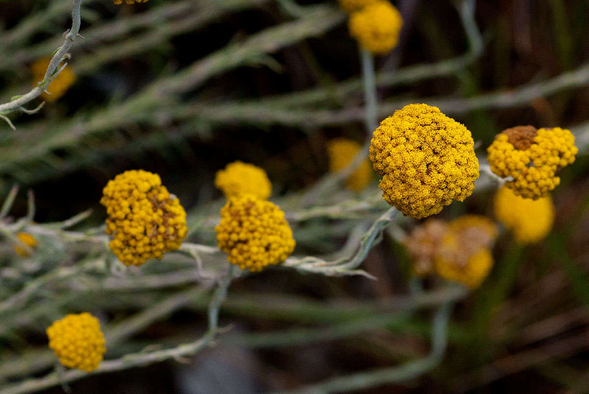 Image of Helichrysum spenceranum Wild