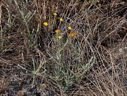 Image of Helichrysum spenceranum Wild