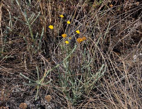 Image of Helichrysum spenceranum Wild