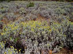 Image of Helichrysum splendidum (Thunb.) Less.