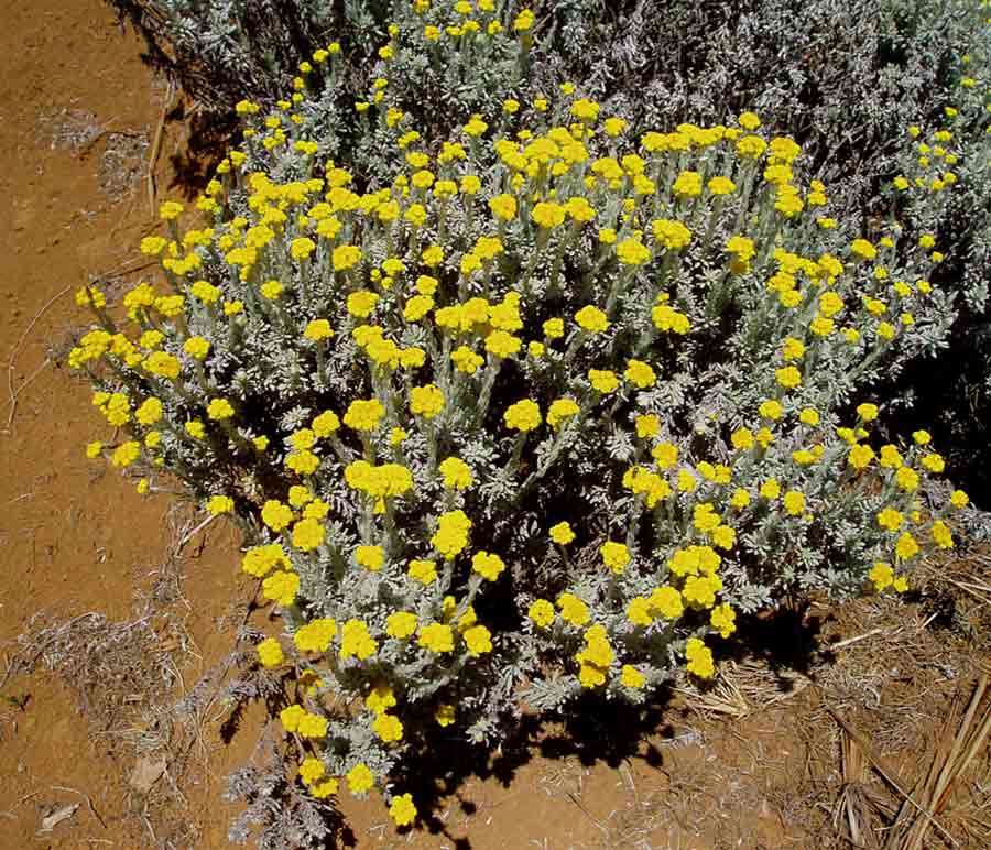 Image of Helichrysum splendidum (Thunb.) Less.