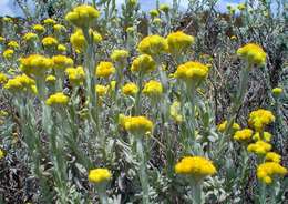 Image of Helichrysum splendidum (Thunb.) Less.