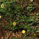 Image of <i>Helichrysum sulfureofuscum</i> Baker