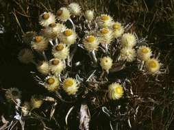 Imagem de Helichrysum swynnertonii S. Moore