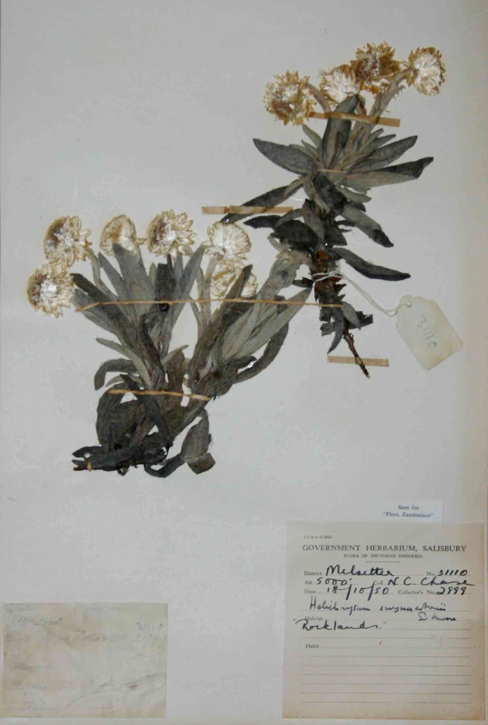 Imagem de Helichrysum swynnertonii S. Moore